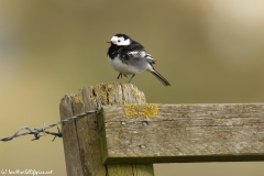 Pied Wagtail Side View on Post