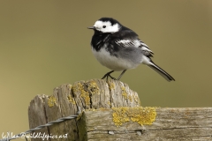 Pied Wagtail Side View on Post