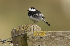 Pied Wagtail Side View on Post