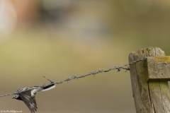 Pied Wagtail Side View in Flight