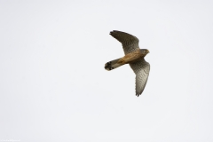 Kestrel in Flight