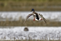 Male Mallard Duck Back View Coming into Land on Lake