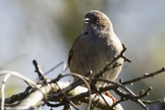 Dunnock Front View on Branch