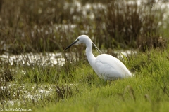 Little Egret