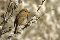 Robin Side View on Blossom Branch