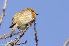 Robin Side View on Branch