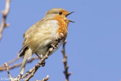 Robin Side View Singing on Branch