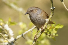 Dunnock Front View on Branch