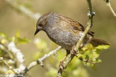 Dunnock Front View on Branch