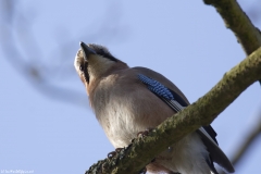 Jay Front View on Branch