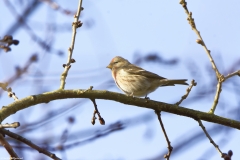 Redpolls