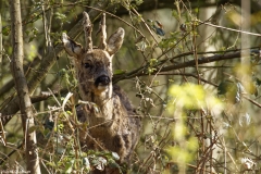 Male Roe Deer Front View Shedding His Winter Coat