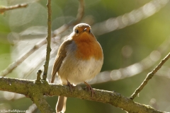 Robin Front View on Branch