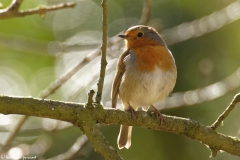 Robin Front View on Branch