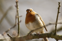 Robin Front View on Branch