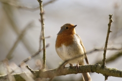 Robin Front View on Branch