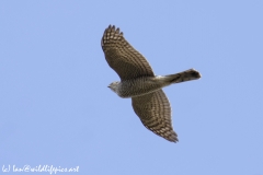 Female Sparrowhawk Underneath View in Flight