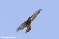 Female Sparrowhawk Underneath View in Flight