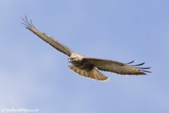 Buzzard Side Front in Flight