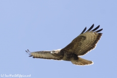 Buzzard Side Front in Flight