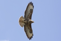 Buzzard Side Underneath in Flight