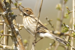 Female Reed Bunting Side View on Branch