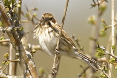 Female Reed Bunting Side View on Branch