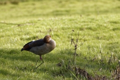 Egyptian Goose