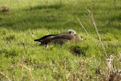 Egyptian Goose