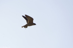 Peregrine Falcon Carrying Snipe Caught in Flight