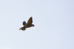 Peregrine Falcon Carrying Snipe Caught in Flight