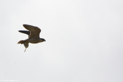 Peregrine Falcon Carrying Snipe Caught in Flight