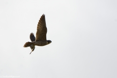 Peregrine Falcon Carrying Snipe Caught in Flight