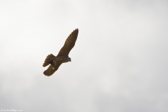 Peregrine Falcon Carrying Snipe Caught in Flight