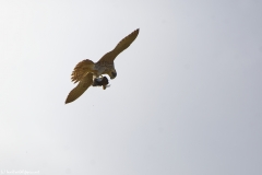 Peregrine Falcon eating Snipe Caught in Flight