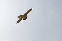 Peregrine Falcon eating Snipe Caught in Flight