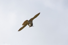 Peregrine Falcon eating Snipe Caught in Flight