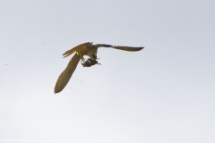 Peregrine Falcon eating Snipe Caught in Flight