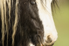 Pony and Foal Head Picture