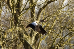 Egyptian Goose in Flight