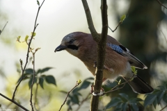 Jay Front View on Branch