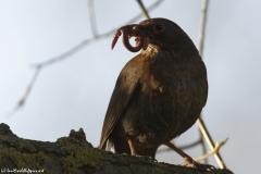 Female Blackbird with Worms in Beak Front View