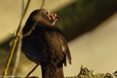 Female Blackbird with Worms in Beak Back View