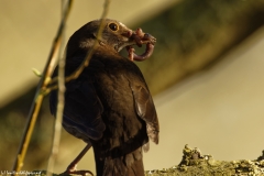 Female Blackbird with Worms in Beak Back View