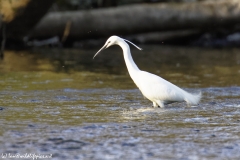 Little Egret in River Fishing Side View