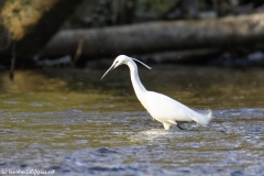 Little Egret in River Fishing Side View