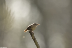 Wren Side View on Branch