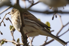 Female Reed Bunting Side View on Branch