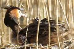 Great Crested Grebe on Nest with Three little Chicks one fallen out