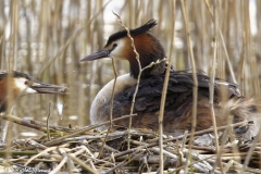 Great Crested Grebe on Nest with Three little Chicks Feeding